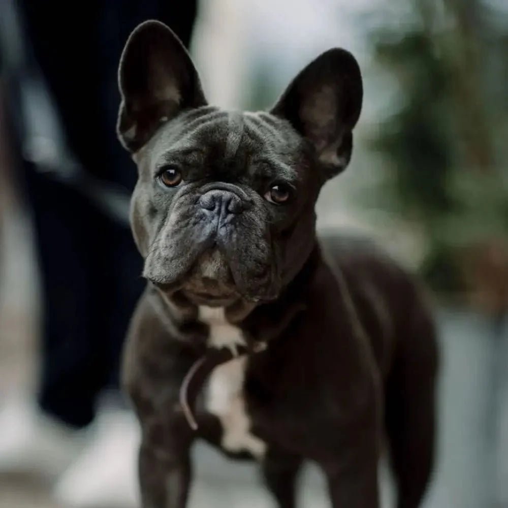 Walter – Chief Nap Officer - Easy Statistik GmbH