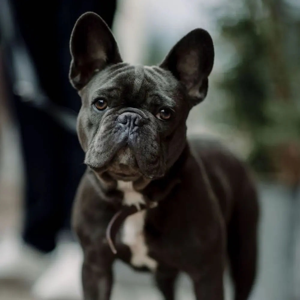 Walter – Chief Nap Officer